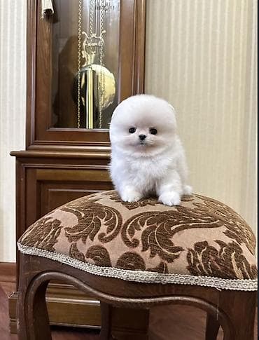 Продажа собак: Шпиц, 1 месяц, Самец, С прививкой, С родословной — 1