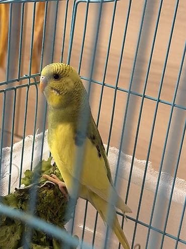седоголовый щегол: 🐦 Продаются волнистые попугаи! 🐦 Красивые, активные и общительные — 6