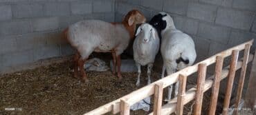 декоративные кролик: Продаю | Овца (самка), Ягненок, Баран (самец) | На забой, Для разведения, Для шерсти — 8