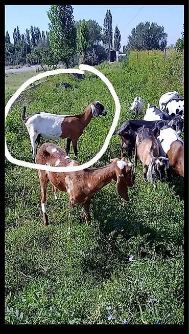 теке козел: Продаю | Козёл (самец) | Нубийская | Для разведения | Осеменитель — 10