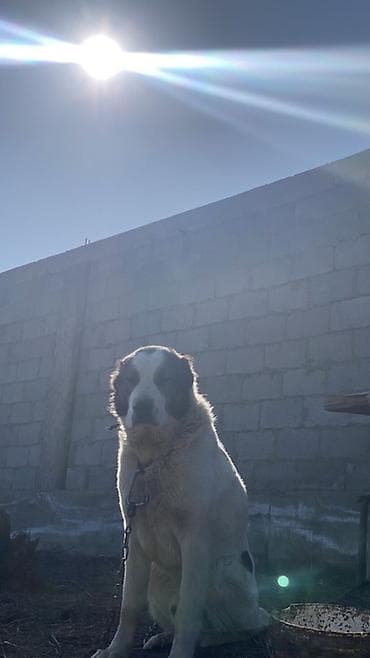 собаки карабалта: Порода: среднеазиатская овчарка (алабай), . Окрас: белый с черными — 4