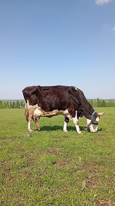 маточное молоко: Продаю | Корова (самка) | Для молока | Привязанные — 10