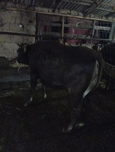 как бросить курить: Продаю | Корова (самка), Тёлка, Музоо, торпок | На забой, Для разведения | Привязанные — 1