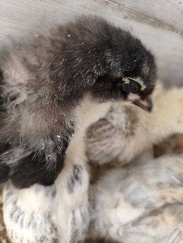 сова живая: Продаю | Цыплята | Для разведения — 5