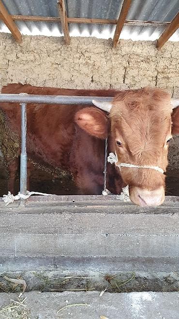 Үй жаныбарлары үчүн товарлар: Сатам | Бука (эркек) — 2