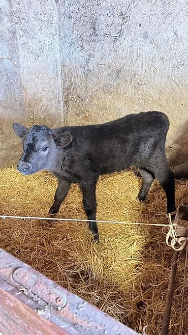 бычок бука: Продаю | Музоо, торпок | На откорм — 2