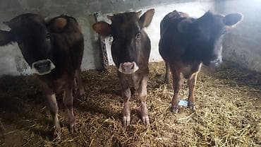 продажа попугаев: Продаю | Бык (самец) | На откорм — 5