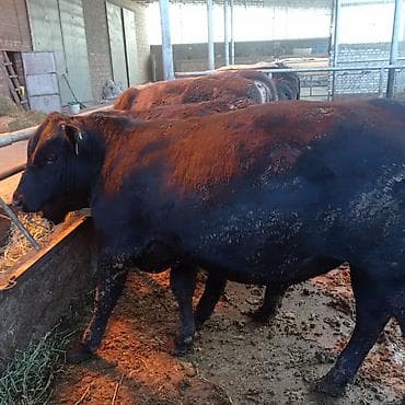 корм крс: Продаю | Бык (самец) | Ангус | Для разведения | Племенные — 3