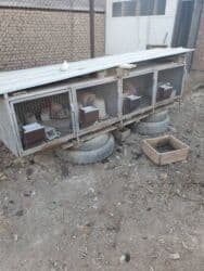 аренда животных: Продаю | Крольчата | Декоративная | Для разведения | Племенные — 7