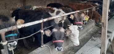 продаю связи с переездом: Продаю | Бык (самец) — 10