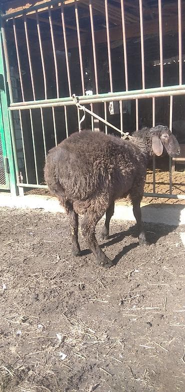 бенгальская кошка цена бишкек: Продаю | Баран (самец) | Для разведения | Племенные — 9