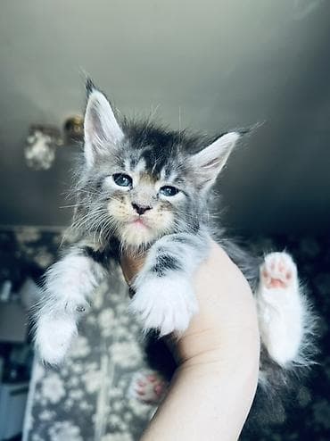 🐾 Продаются котята породы мейн-кун 🐾 Крупные, ласковые и очень — 2