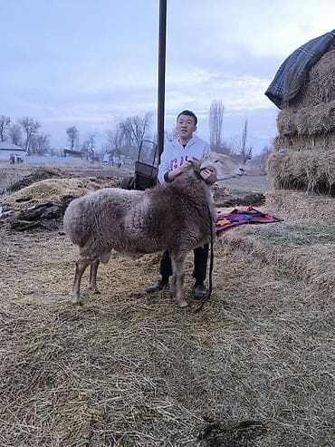 чистокровный лошадь: Продаю | Баран (самец) | Для разведения | Осеменитель — 6