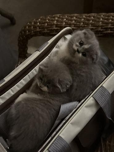 big 6: Породистые котята с вислоухими ушками (шотландский тип). Описание: - — 9