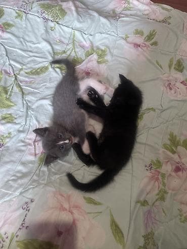cat sofa: Отдам котят даром имеются 5 шт .Серый два черных пятнистый и — 1