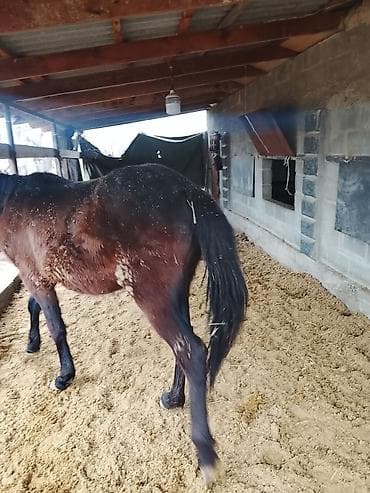 кой кыркан апарат: Продаю | Кобыла (самка) | Полукровка — 3