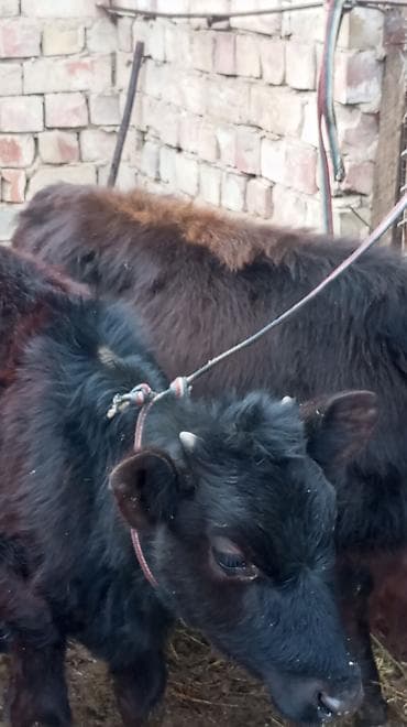 Зоотовары: Продаю | Тёлка | На откорм | Привязанные — 3