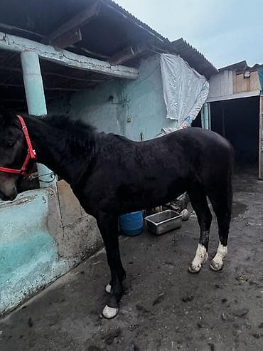 Кемирүүчүлөр: Сатам | Жылкы (эркек) | Жумушка | Жасалма жол менен боозутуу — 4