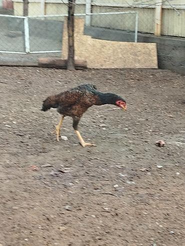 сумка каракол: Электрдик велосипеддер, Колдонулган — 5