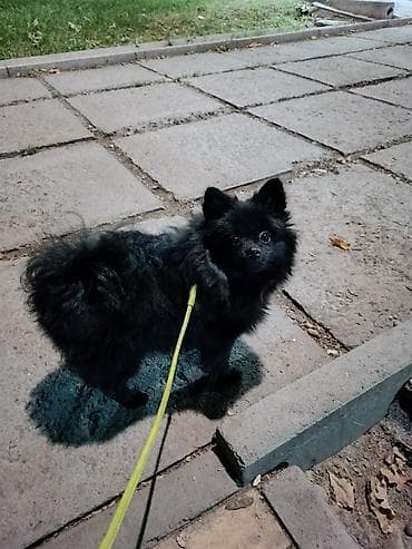 Продается немецкий шпиц девочка чисто черного окраса, дружелюбная at lalafo.kg Продается немецкий шпиц девочка чисто черного окраса, дружелюбная