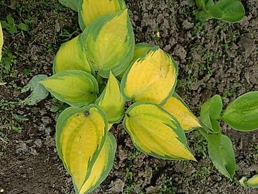 гулдор роза: В наличии много разной хосты, спрашивайте. есть подешевле — 3