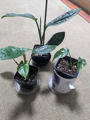 сингониумы: Слева сингониум Монстера Карстенианум посередине И справа монстера — 1