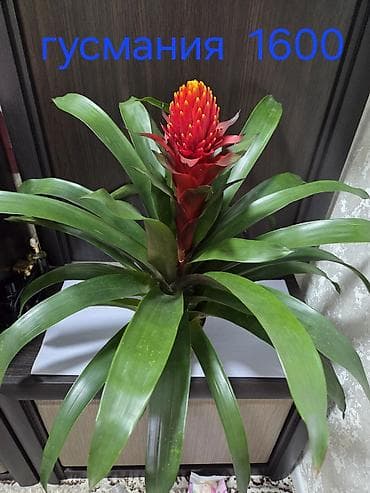 дом цветы: Комнатные растения в горшках: 1) Фикус (Ficus elastica — 10