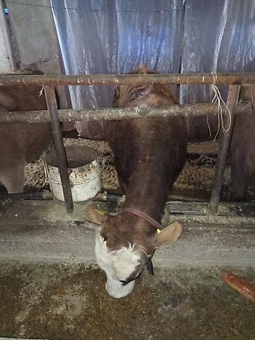 соня куры: Продаю | Тёлка | Для разведения | Нетель — 7