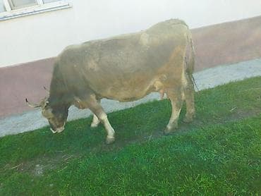 лабладор собака: Продаю | Корова (самка) | Полукровка | Для молока | После отела — 5