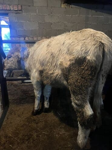 бышты сатылат: Сатам | Кунаажын | Шароле | Бордоп семиртүү үчүн, Көбөйтүү үчүн, Сүт алуу үчүн | Кунажын — 3