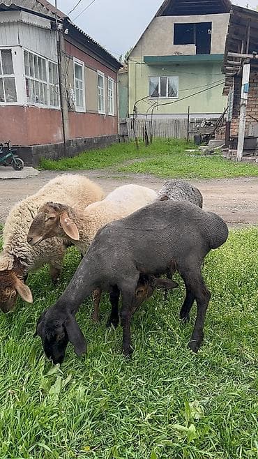 продам голубей: Продаю | Ягненок | Для разведения — 9