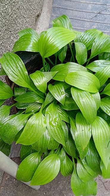 Үй жана бакча: Многолетние декоративные растения для сада обращайтесь в личные — 3