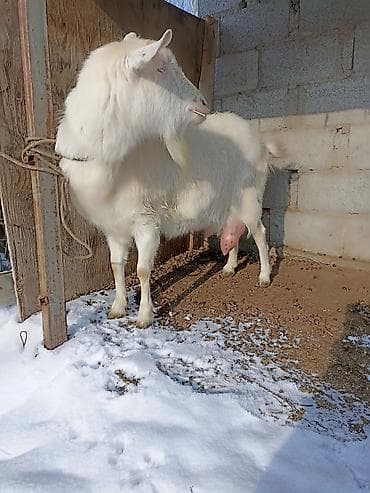 жер уй сатып алуу: Сатам | Эчки (ургаачы) | Сүт алуу үчүн — 2