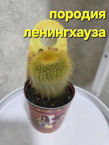 толстянка купить: Коллекция кактусов и суккулентов в горшках. Состав по фото: - Кактусы — 2