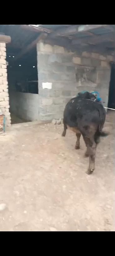 мраморное мясо: Сатам | Бука (эркек) | Бордоп семиртүү үчүн | Байланган — 5