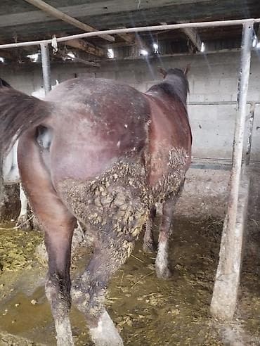 прокат лошадей: Продаю | Конь (самец) | Для разведения | Племенные — 4