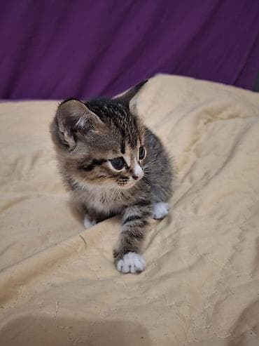 Отдам даром кошку: 2 месяца, Девочка — 2