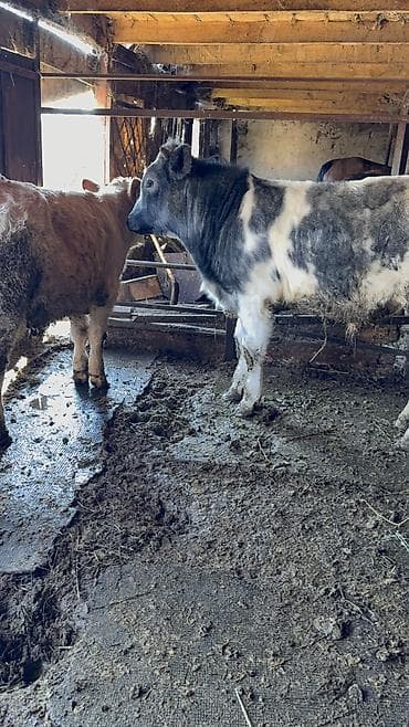 курица живая: Продаю | Бык (самец) | Симментальская, Бельгийская | Для разведения | Искусственник — 4