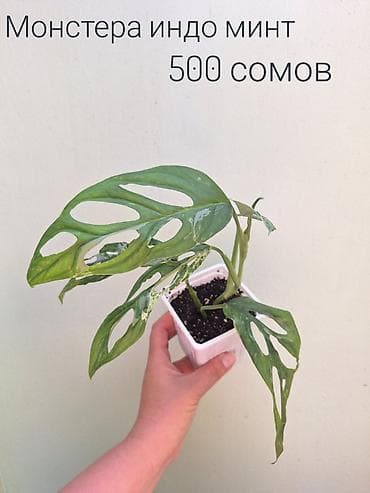 Бөлмө өсүмдүктөрү: 🌿 Комнатные цветы (укоренённые черенки/молодые растения/взрослые — 4