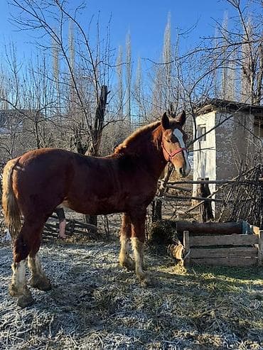 Үй жаныбарлары: Сатам | Тай | Көбөйтүү үчүн, Жумушка, Ат спорту | Жасалма жол менен боозутуу — 8