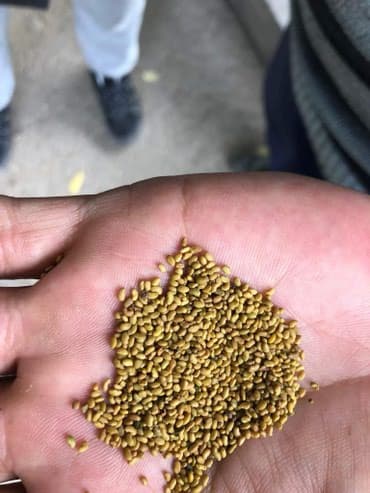 сейф бизнес маркетинг: Семена кормовых растений: Люцерна — 4