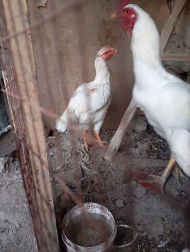 возьму собаку в добрые руки: Срочно продам курочку возраст 1,3 год — 2