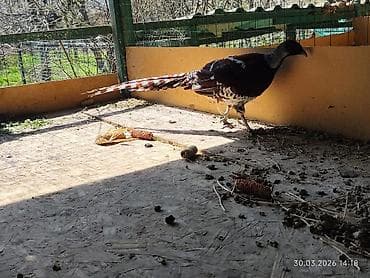 бойцовая птица: Фазан эллиотта (Syrmaticus ellioti), декоративная порода для — 4