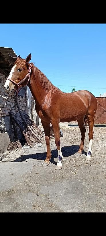 уй сатылат бишкек 2022: Сатам | Байтал | Жумушка — 7