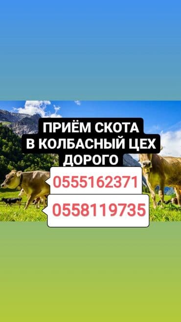 племенные коровы молочные купить: Куплю | Коровы, быки, Лошади, кони, Другие с/х животные | На откорм, Круглосуточно, Любое состояние — 1