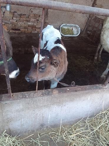 уй сатылат бишкек 2022: Сатам | Музоо | Бордоп семиртүү үчүн | Жасалма уруктандырылган — 6