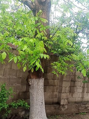 газонная трава: Грецкий орех (плодовое дерево) - Порода: грецкий орех (Juglans — 2