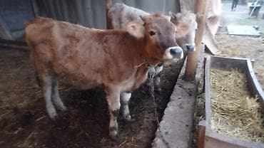 корова на забой: Продаю | Бык (самец) | На откорм | Привязанные — 6