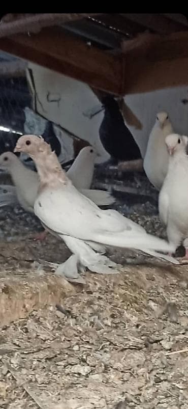 Продаю голубей