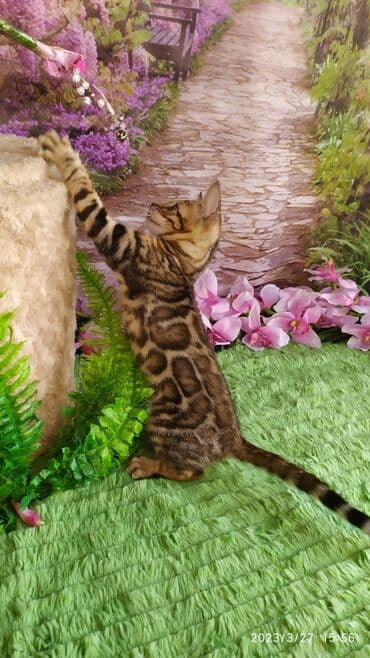 новорожденные котята: Друзья!! Проф питомник Бен Гла Мур Предлагает Шикарных элитных — 8